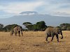 Elefanten vor Kilimandscharo im Amboseli-Nationalpark