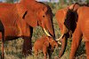 Rote Elefanten im Tsavo-Ost-Nationalpark