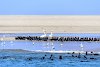 Bootsfahrt nach Walvis Bay