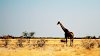 Giraffe im Etosha-Nationalpark