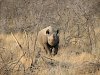 Nashorn im Etosha-Nationalpark