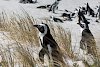 Pinguine am Boulders Beach