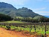 Weinanbau in Stellenbosch