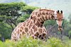Giraffe im Hluhluwe-Imfolozi- Game-Reserve