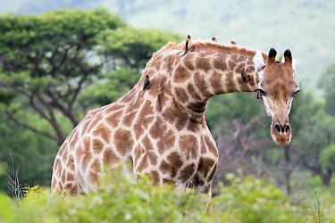 Giraffe im Hluhluwe-Imfolozi- Game-Reserve