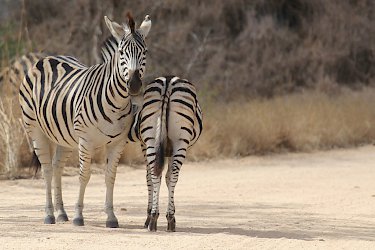 Zebras im Krüger-Nationalpark