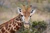 Giraffe im Botlierskop-Wildschutzgebiet