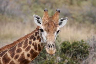 Giraffe im Botlierskop-Wildschutzgebiet