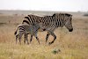 Zebras im Botlierskop-Private-Game-Reserve