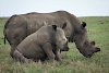 Nashörner in Ol Pejeta