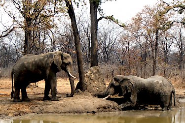 Elefanten im Liwonde-Nationalpark