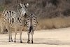 Zebras im Krüger-Nationalpark