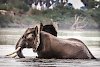 Elefant im Wasser