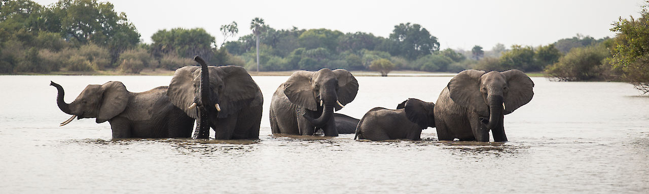 Elefanten im Rufiji-Fluss