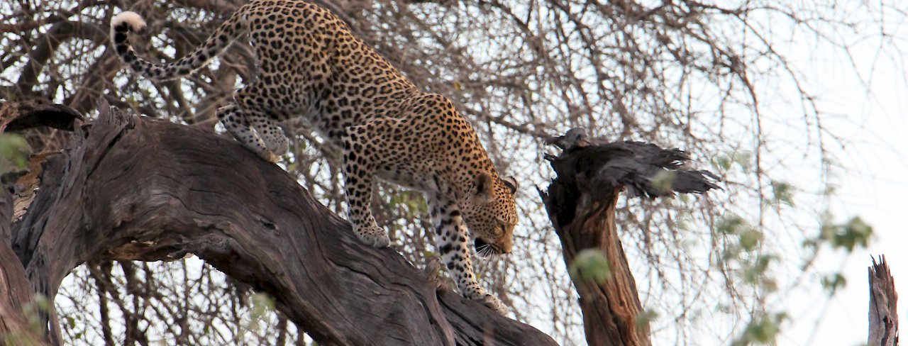 Leopard steigt von einem Baum im Chobe Nationalpark. Botswana