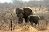 Elefanten im Ruaha-Nationalpark