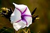 Blumen