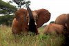 Elefant im Tarangire-Nationalpark