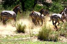 Zebras im Lake-Manyara-Nationalpark