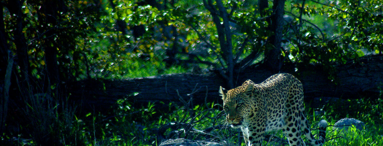 Leopard im Caprivi