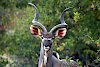 Großer Kudu im Ruaha