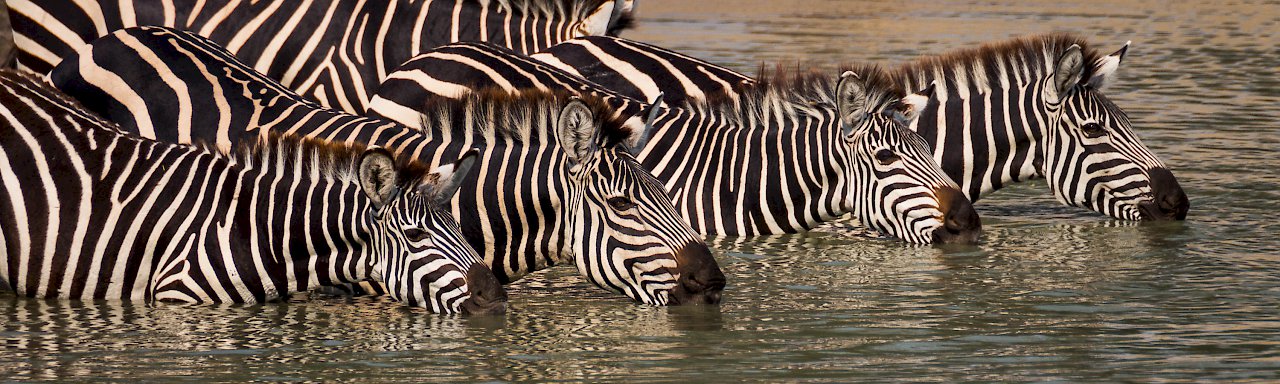 Zebras im Wasser