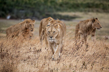 Löwinnen in der Savanne