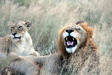 Löwen in Südafrika