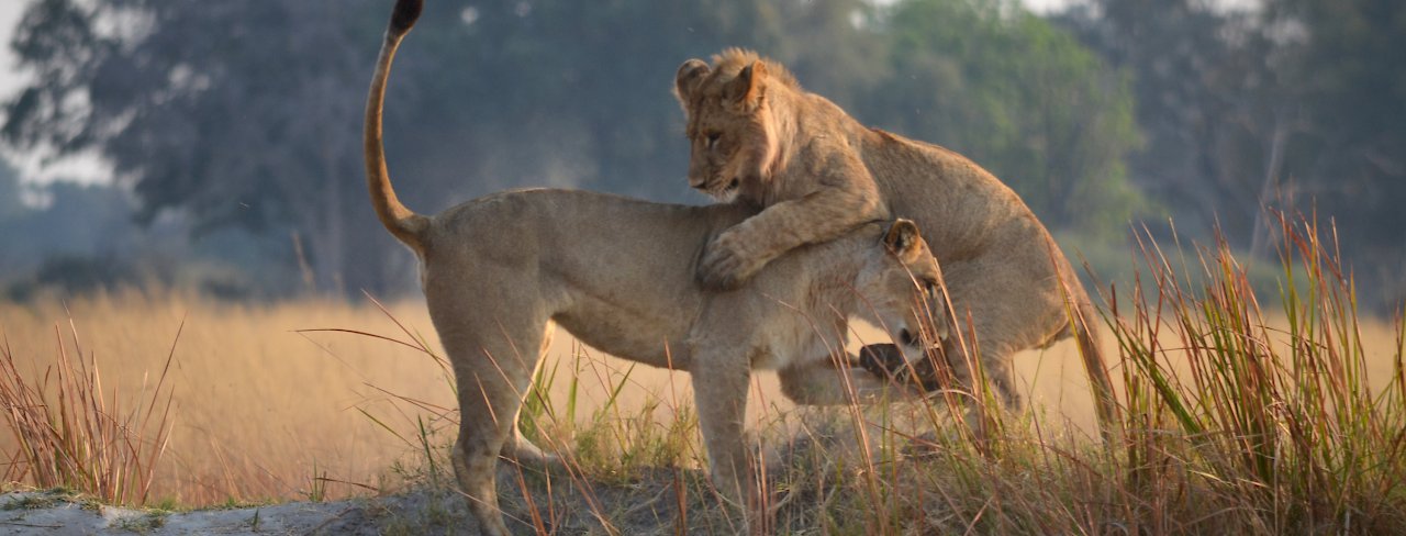 Spielende Löwen. Botswana