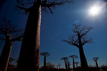 Entlang der Baobaballee