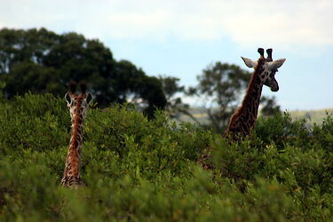 Giraffen im Arusha-Nationalpark