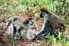 Affen im Tarangire-Nationalpark