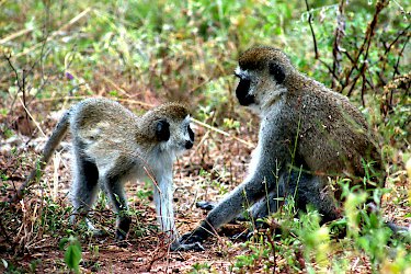 Affen im Tarangire-Nationalpark