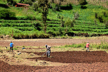 Landwirtschaft in Rangwi
