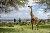 Giraffe auf Crescent-Island
