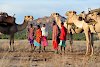 Lokale Massai mit ihren Lastenkamelen