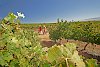 Weinberge im Swartland