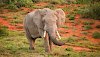 Elefant im Amakhala-Wildschutzgebiet