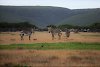 Zebras im De Hoop Nature Reserve