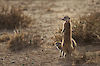 Erdmännchen in der Kalahari
