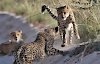 Geparden im Kgalagadi-Transfrontier-Nationalpark