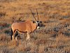 Oryx in der Landschaft Namibias