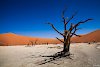 Baum in der Sossuvlei
