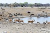 Tiere am Wasserloch im Etosha Nationalpark