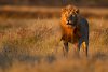 Löwe im Etosha-Nationalpark