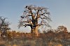 Baobab-Hain "Baines Baobabs"