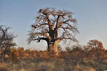 Baobab-Hain "Baines Baobabs"
