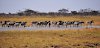 Zebras in der Salzpfannen-Landschaft