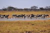 Zebras in der Salzpfannen-Landschaft