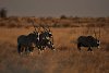 Oryxantilopen im Sonnenuntergang